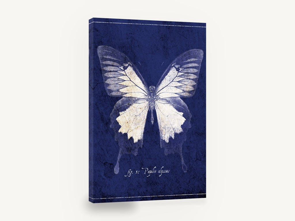 Midnight Ulysses Butterfly, blue ulysses butterfly specimen illustration, animal canvas wall art print ready to hang