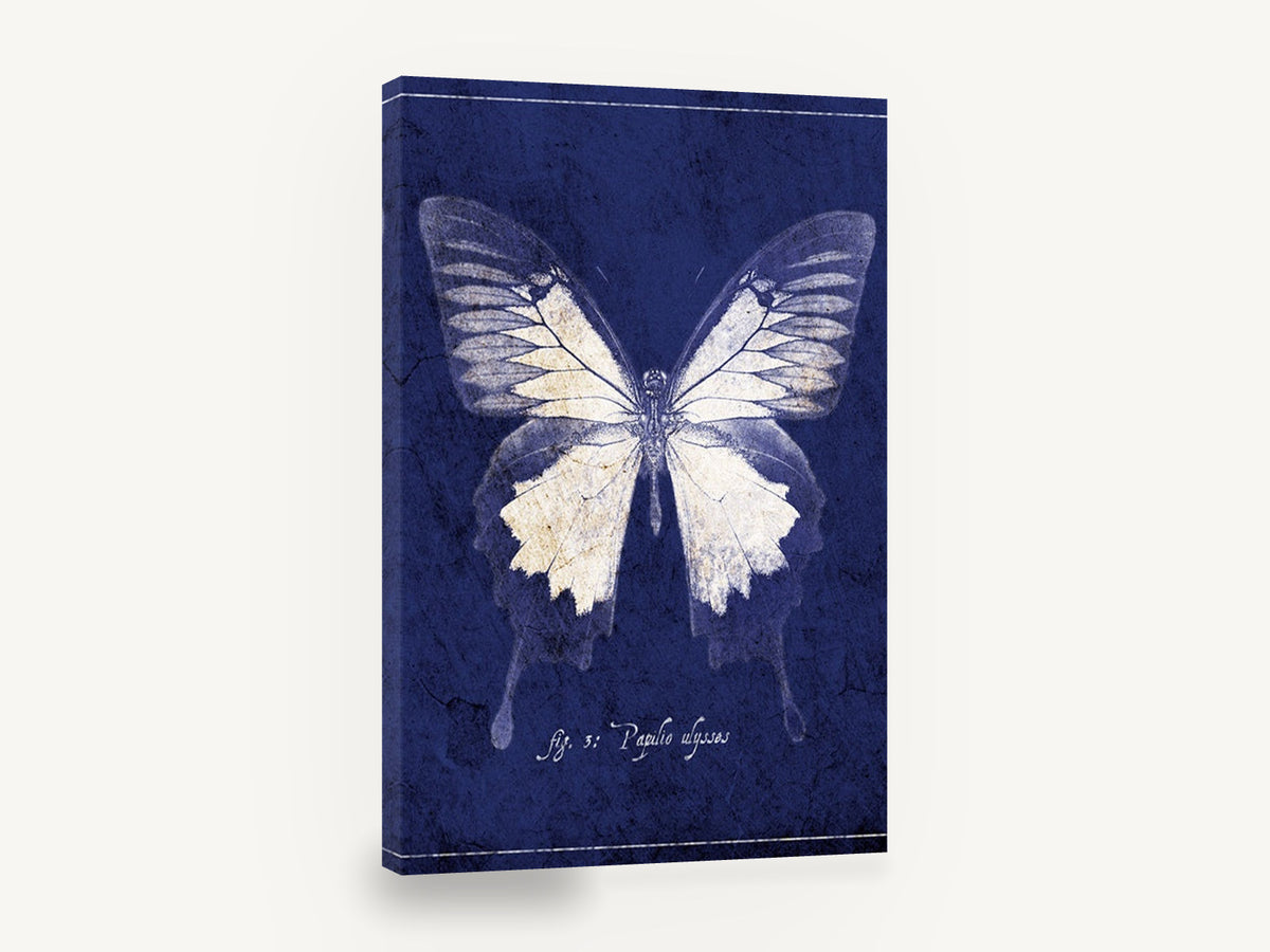 Midnight Ulysses Butterfly, blue ulysses butterfly specimen illustration, animal canvas wall art print ready to hang