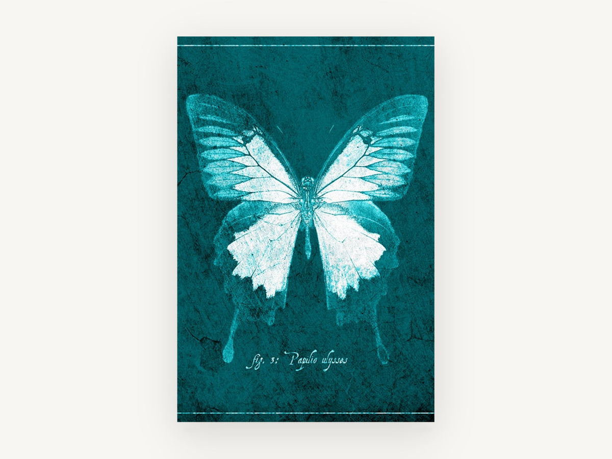 Teal Ulysses Butterfly, teal ulysses butterfly illustration, animal canvas wall art print, front view