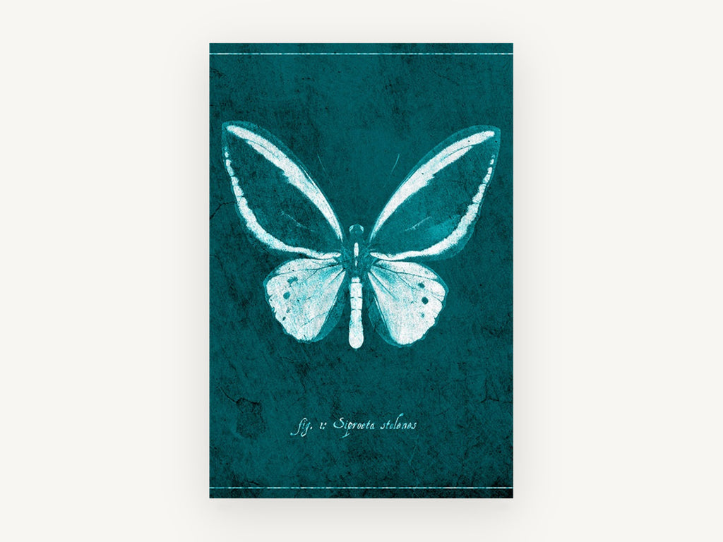 Teal Butterfly Specimen, teal butterfly specimen illustration, animal canvas wall art print, front view