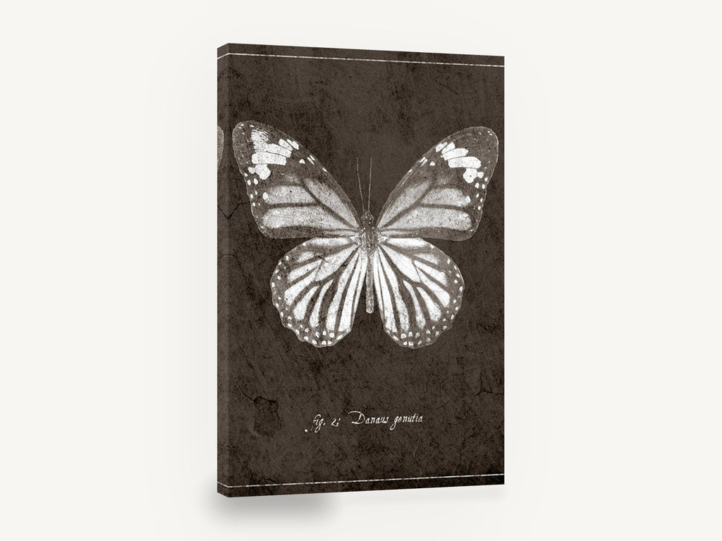 Chalk Tiger Butterfly, vintage butterfly specimen illustration, animal canvas wall art print ready to hang