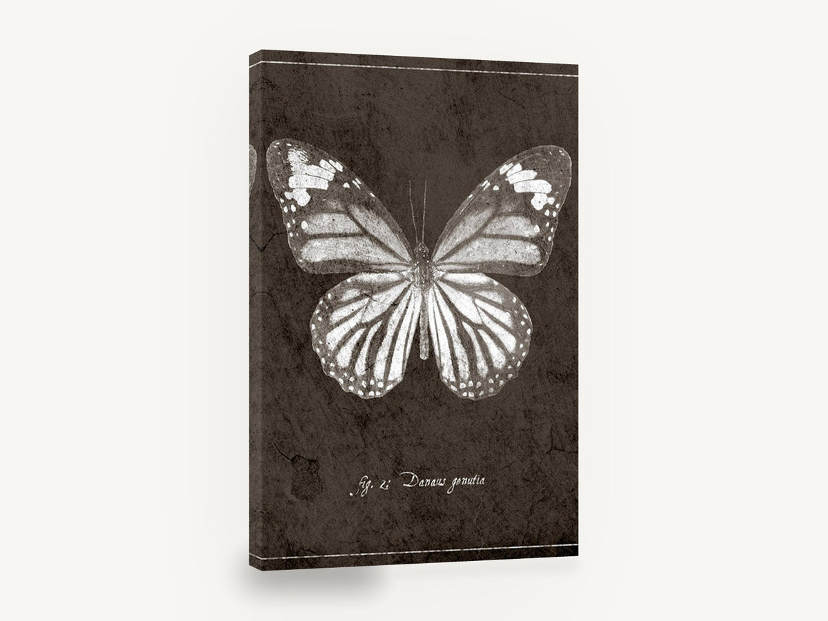 Chalk Tiger Butterfly, vintage butterfly specimen illustration, animal canvas wall art print ready to hang