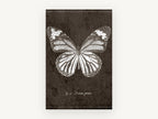 Chalk Tiger Butterfly, vintage butterfly specimen illustration, animal canvas wall art print, front view
