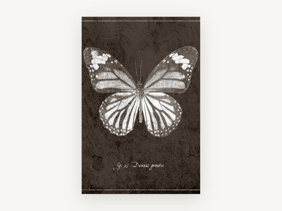 Chalk Tiger Butterfly, vintage butterfly specimen illustration, animal canvas wall art print, front view