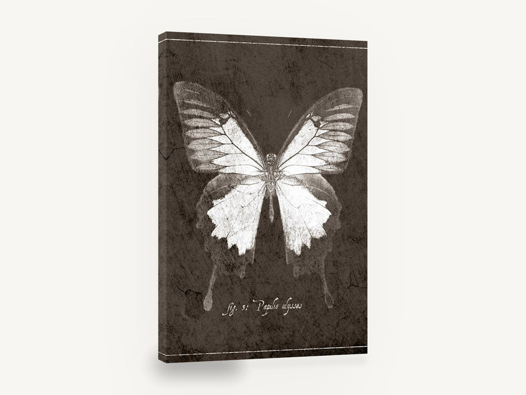 Ulysses Butterfly Study, vintage butterfly illustration, animal canvas wall art print ready to hang