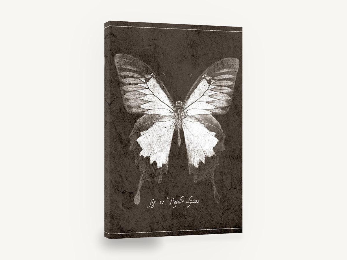 Ulysses Butterfly Study, vintage butterfly illustration, animal canvas wall art print ready to hang