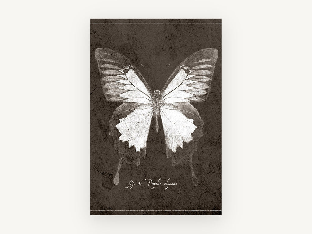 Ulysses Butterfly Study, vintage butterfly illustration, animal canvas wall art print, front view