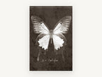 Ulysses Butterfly Study, vintage butterfly illustration, animal canvas wall art print, front view