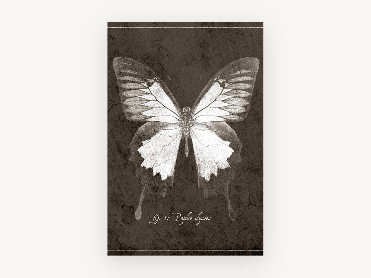 Ulysses Butterfly Study, vintage butterfly illustration, animal canvas wall art print, front view