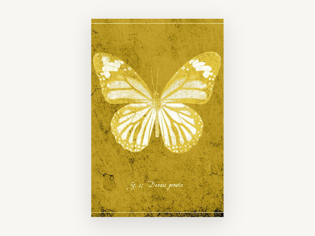 Golden Tiger Butterfly, vintage butterfly specimen illustration, animal canvas wall art print, front view
