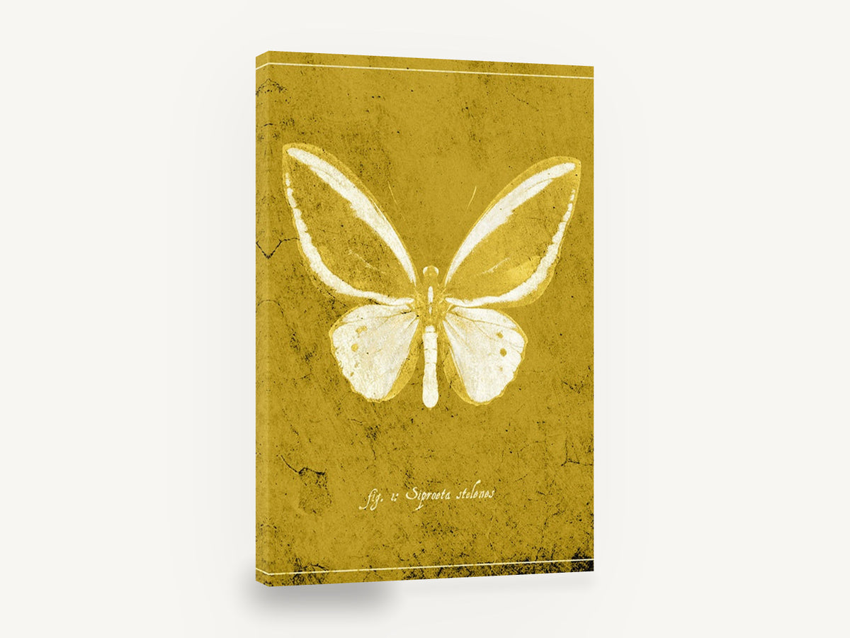 Ochre Butterfly Plate, vintage butterfly illustration in ochre, animal canvas wall art print ready to hang