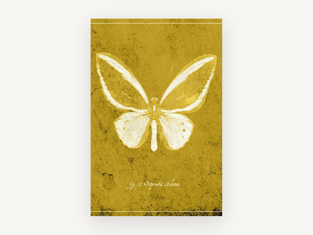 Ochre Butterfly Plate, vintage butterfly illustration in ochre, animal canvas wall art print, front view