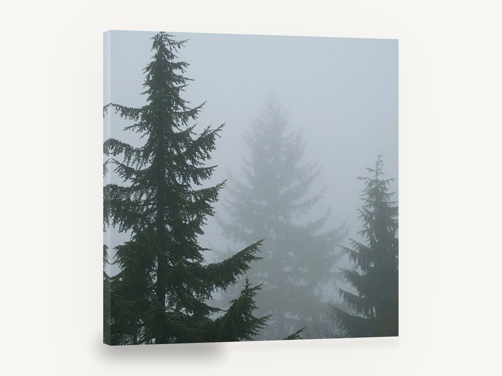 Fog Between Firs, foggy conifer forest photograph, landscape canvas wall art print ready to hang