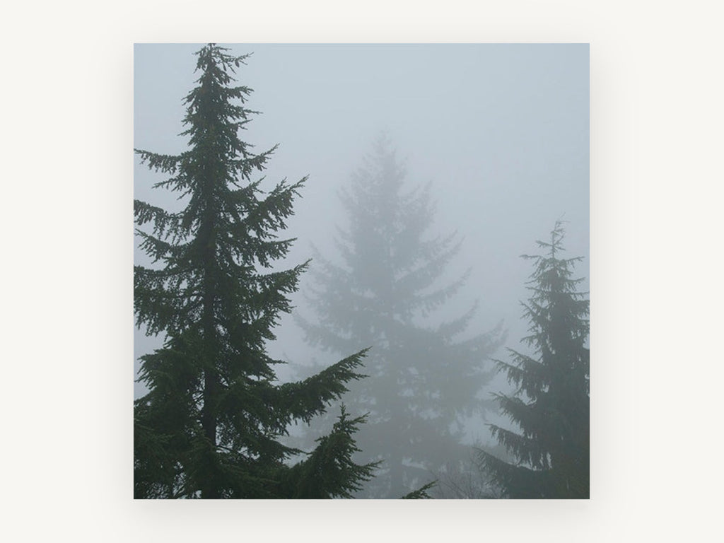 Fog Between Firs, foggy conifer forest photograph, landscape canvas wall art print, front view