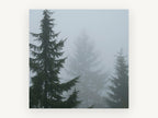 Fog Between Firs, foggy conifer forest photograph, landscape canvas wall art print, front view