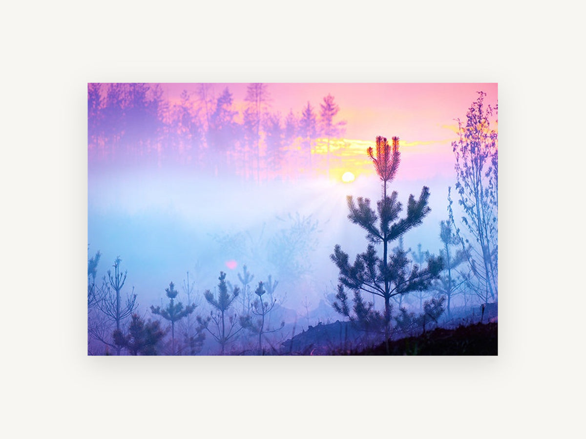 Pink Dawn Pines, misty pine forest sunrise photograph, landscape canvas wall art print, front view