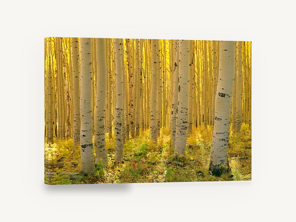 Sunlit Aspen Corridor, golden aspen forest photograph, landscape canvas wall art print ready to hang