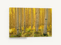 Sunlit Aspen Corridor, golden aspen forest photograph, landscape canvas wall art print ready to hang
