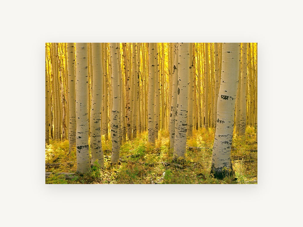 Sunlit Aspen Corridor, golden aspen forest photograph, landscape canvas wall art print, front view
