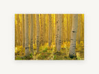 Sunlit Aspen Corridor, golden aspen forest photograph, landscape canvas wall art print, front view