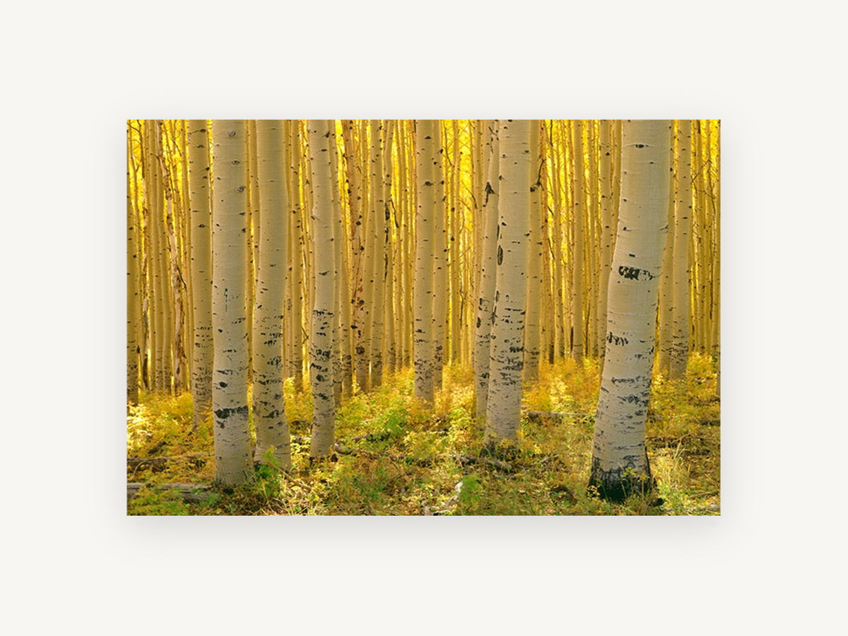 Sunlit Aspen Corridor, golden aspen forest photograph, landscape canvas wall art print, front view