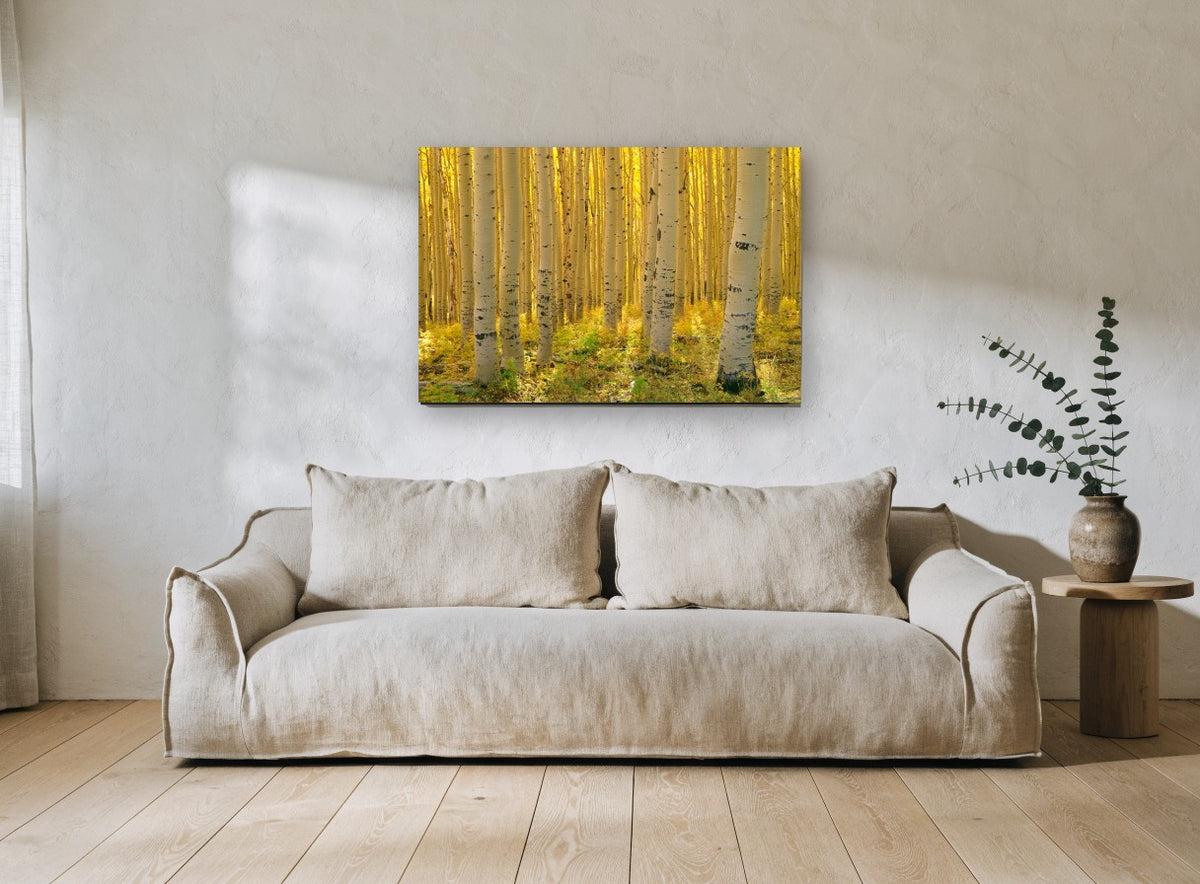 Sunlit Aspen Corridor landscape canvas print on the wall of a living room