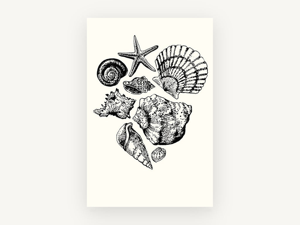 Shell Collection Sketch, coastal canvas wall art print, front view