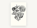 Shell Collection Sketch, coastal canvas wall art print, front view