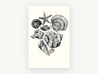 Shell Collection Sketch, coastal canvas wall art print, front view