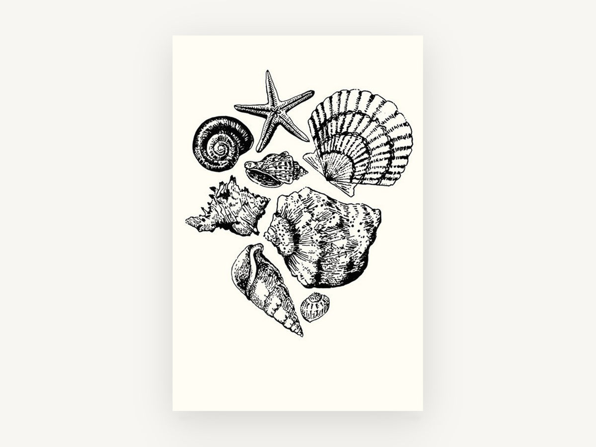 Shell Collection Sketch, coastal canvas wall art print, front view