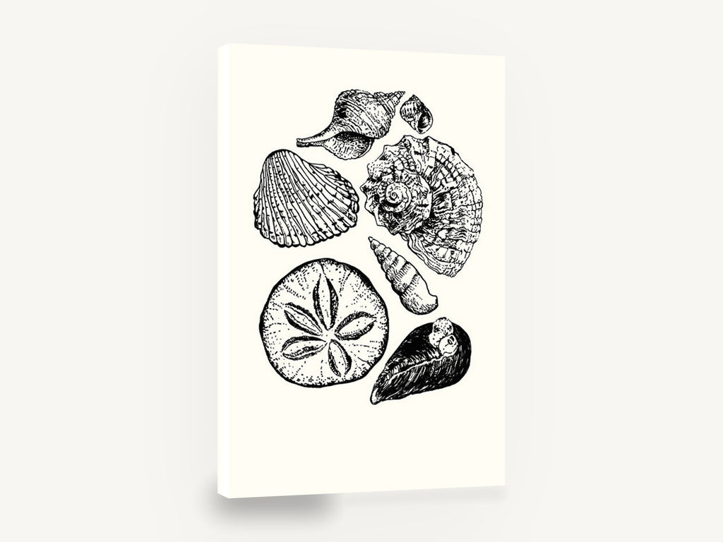 Shell Collection Study, black and white seashell illustration, coastal canvas wall art print ready to hang