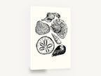 Shell Collection Study, black and white seashell illustration, coastal canvas wall art print ready to hang