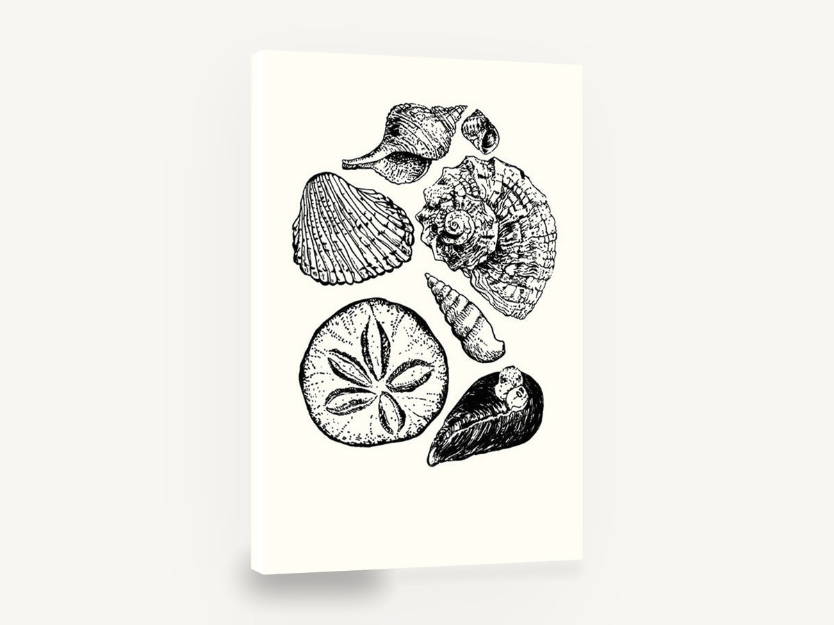 Shell Collection Study, black and white seashell illustration, coastal canvas wall art print ready to hang