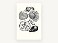 Shell Collection Study, coastal canvas wall art print, front view