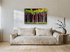 Birches Against Crimson landscape canvas print on the wall of a living room