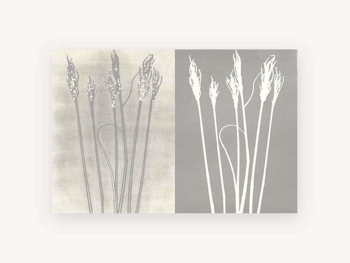 Grass Seedhead Pair, floral canvas wall art print, front view