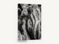 Twisted Root Folds, gnarled tree trunk black and white photograph, landscape canvas wall art print ready to hang