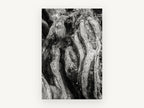 Twisted Root Folds, gnarled tree trunk black and white photograph, landscape canvas wall art print, front view