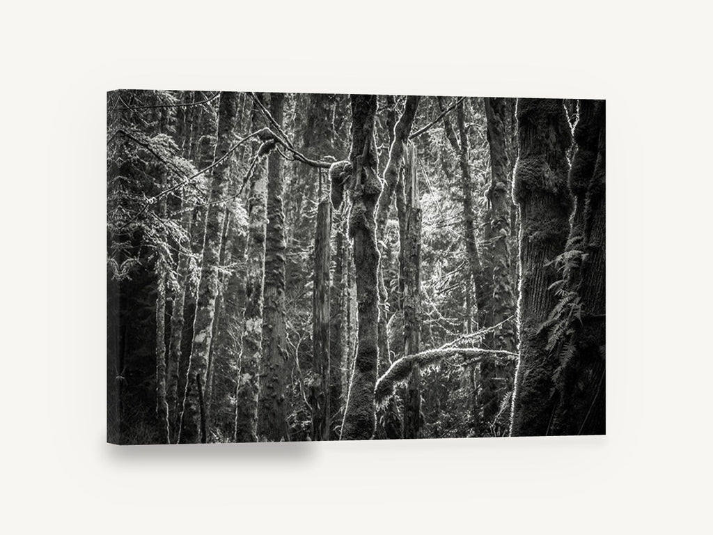 Mossy Trunks Monochrome, mossy forest trees black and white photograph, landscape canvas wall art print ready to hang