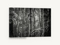 Mossy Trunks Monochrome, mossy forest trees black and white photograph, landscape canvas wall art print ready to hang