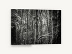 Mossy Trunks Monochrome, mossy forest trees black and white photograph, landscape canvas wall art print ready to hang