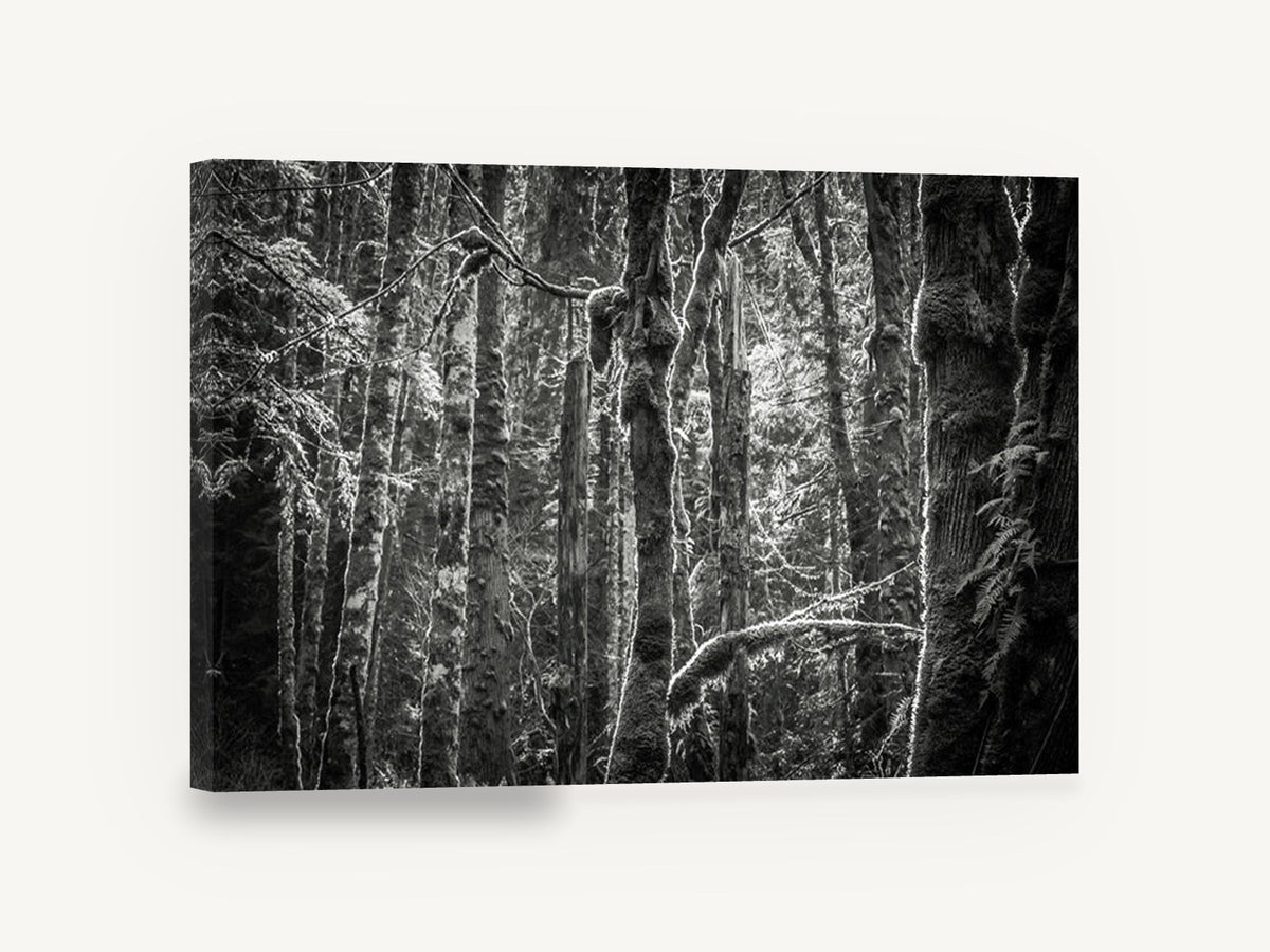 Mossy Trunks Monochrome, mossy forest trees black and white photograph, landscape canvas wall art print ready to hang