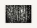 Mossy Trunks Monochrome, mossy forest trees black and white photograph, landscape canvas wall art print, front view