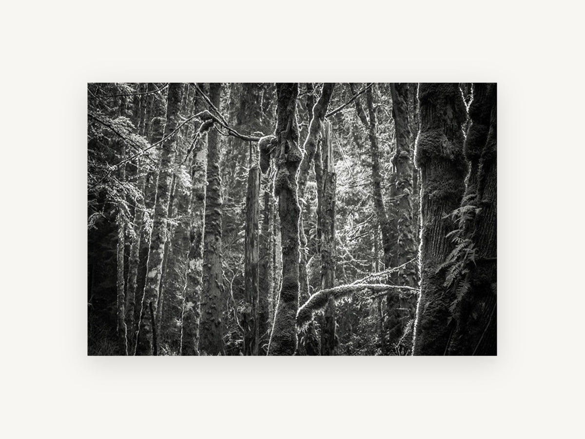 Mossy Trunks Monochrome, mossy forest trees black and white photograph, landscape canvas wall art print, front view