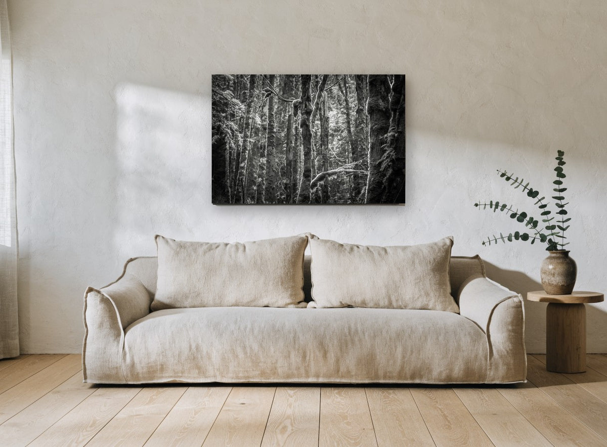 Mossy Trunks Monochrome landscape canvas print on the wall of a living room