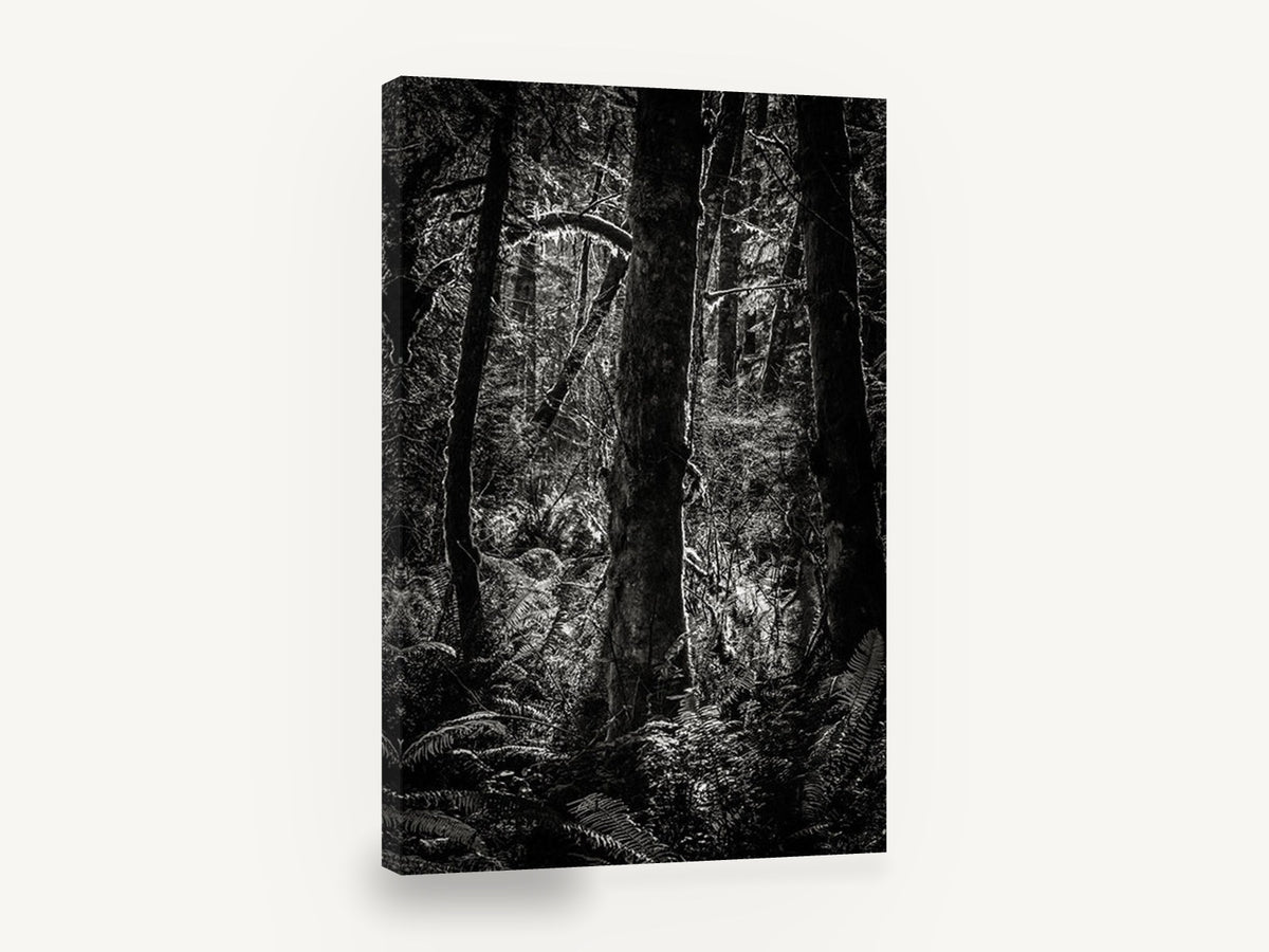 Fern Light Woodland, black and white forest photograph, landscape canvas wall art print ready to hang