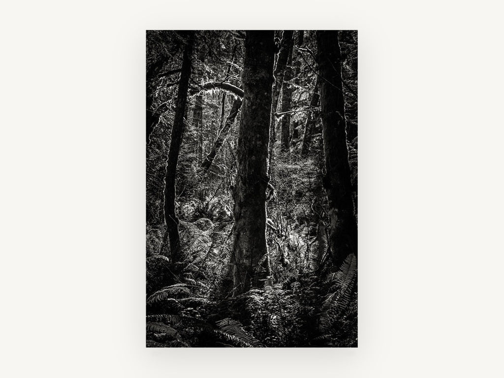 Fern Light Woodland, black and white forest photograph, landscape canvas wall art print, front view
