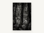 Fern Light Woodland, black and white forest photograph, landscape canvas wall art print, front view