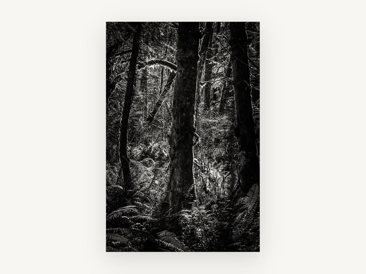 Fern Light Woodland, black and white forest photograph, landscape canvas wall art print, front view