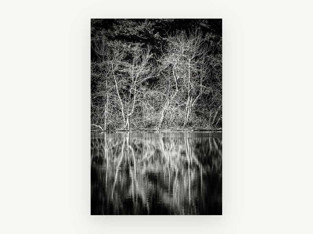 Bare Branches Mirrored, black and white lake reflection photograph, landscape canvas wall art print, front view